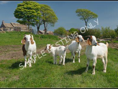 Comorosian Live Boer Goats