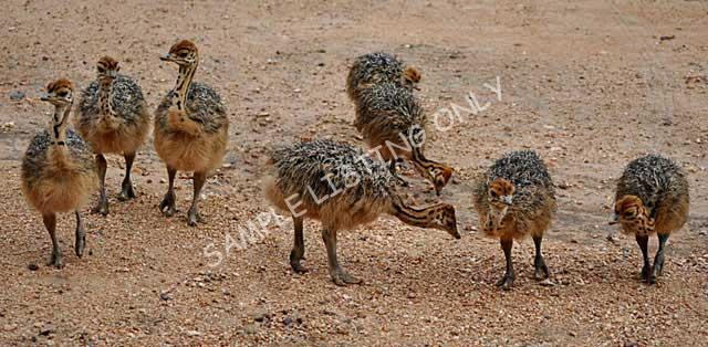 Comoros Ostrich Chicks