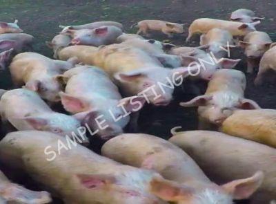 Comoros Healthy Pigs