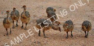Comoros Guinea Fowls